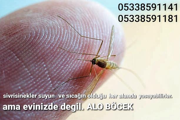 Sivrisinek  İlaçlama  